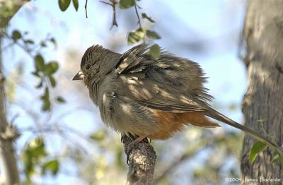 CanyonTowhee