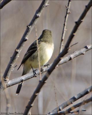 Dusky Flycatcher