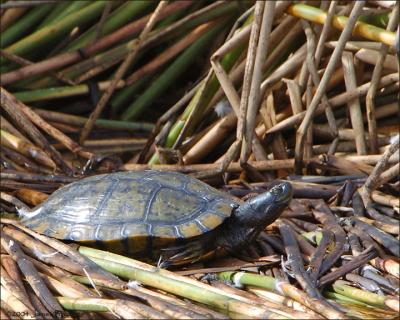 Pond Turtle