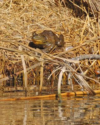 Bullfrog