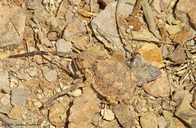 Horned Lizard