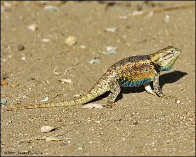 Desert Spiny Lizard
