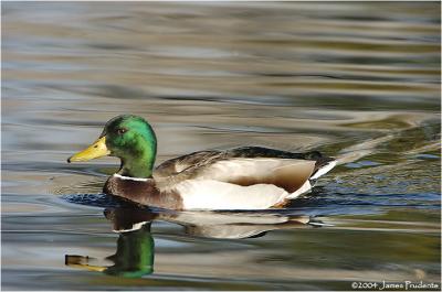 Mallard Drake