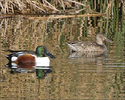 Northern Shoveler pair