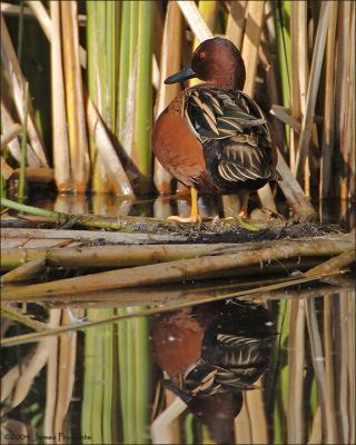 Cinnamon Teal