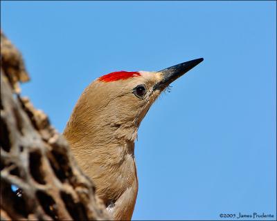 Gila Woodpecker