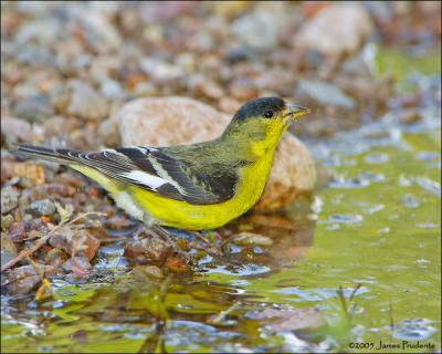 Lesser Goldfinch (green-backed form)