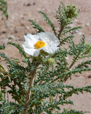 BlueStem PricklePoppy