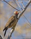 Northern Flicker (red-shafted form)