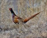 Ringneck Pheasant (Bianchis)