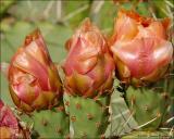 Prickly Pear Blooms