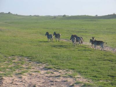 Zebras out the back of the campsite