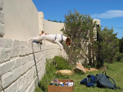 Tess, the flying terror
