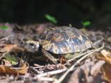 Baby tortoise