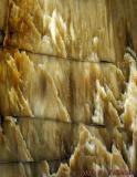 Petrified Wood  - April 29, 2005