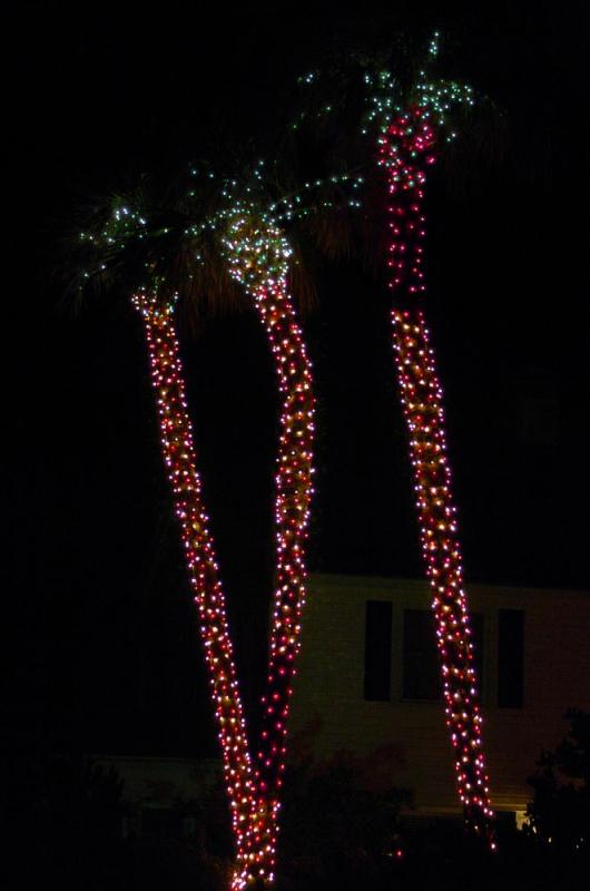xmaspalm2.jpg