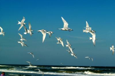 gulls.jpg