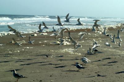 gulls3.jpg