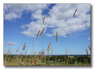 summer field overlooking Lake Ontario