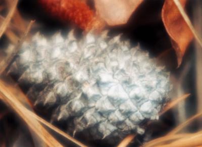 silver cone
