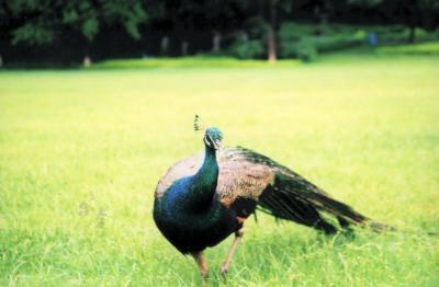 bird1.jpg