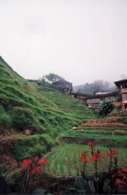 rice terrace4.jpg