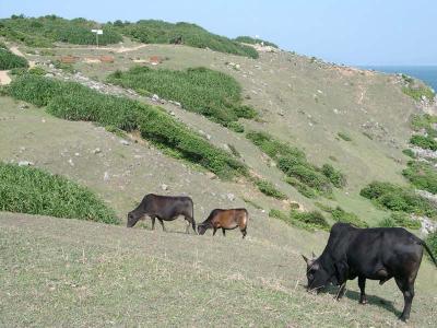 Grazing cattle
