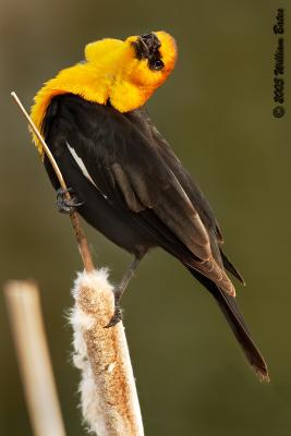 u11/slowpokebill/medium/42881471.YellowheadedBlackbird05_02_05.jpg