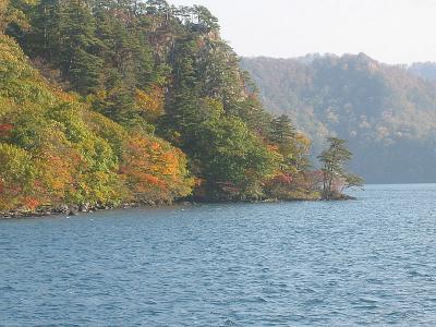The welcome pine, Towada Lake