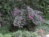 Eastern Redbud Forest Pansy