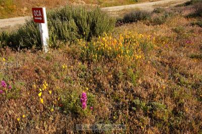 Wildflowers near Anza, CA