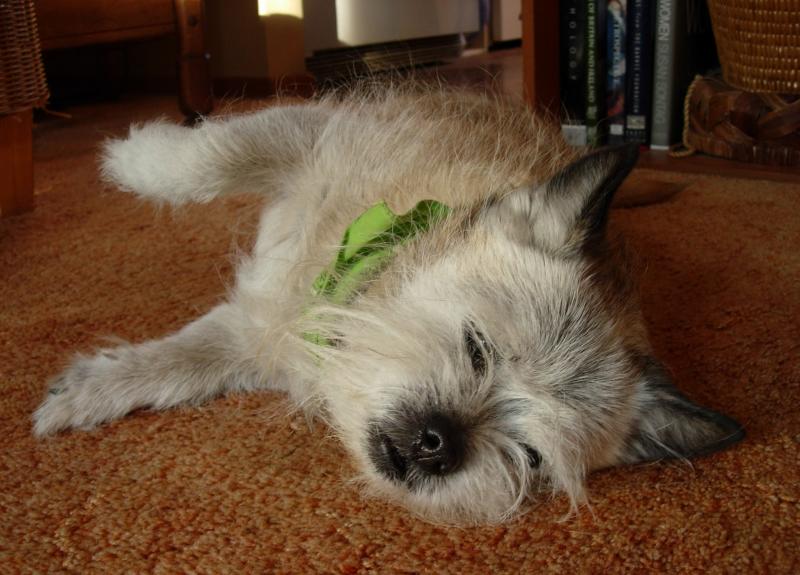 And another one. I love his little bandanna.
