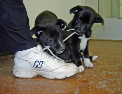 Sadie and Tess, the Amazing Destructo Puppies (Tompkins SPCA).