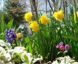 Double daffodils, hyacinths, and a lungwort (I think) in Sams garden.