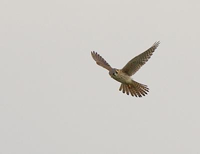  Plum Island, Parker River National Wildlife Refuge  Hovering Kestrel 4