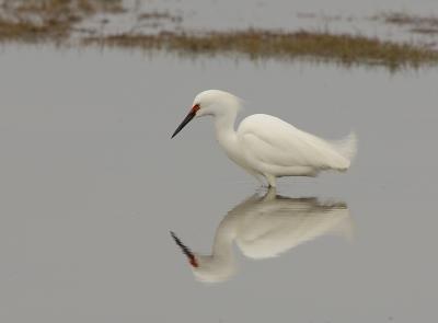 118 Snowy Egtret In Spring Breeding Colors