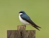 Swallow Pose Nest 2 Web.jpg