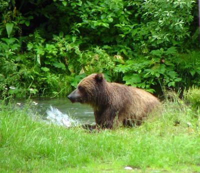 Grizzly with salmon