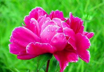 Peony