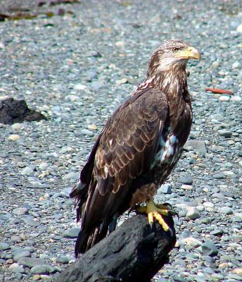 Juvenile Bald Eagle