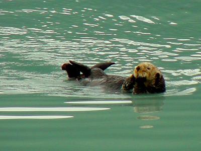 Rolling Sea Otter