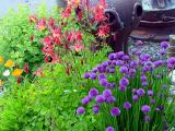 Seldovia Planting