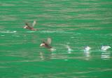 Puffins Take Flight