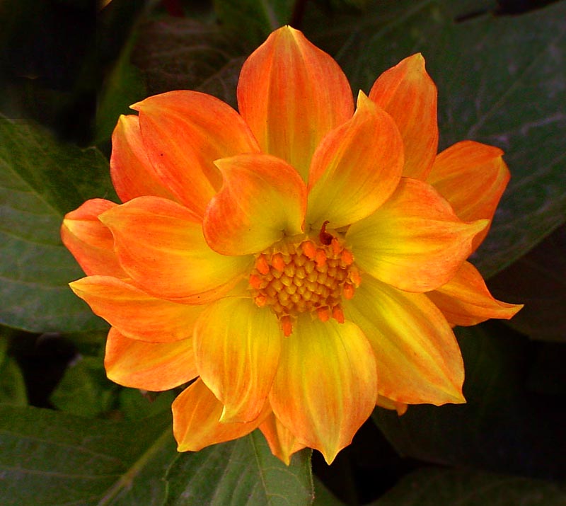 Unidentified Flower