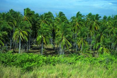 Drive By Shooting- coco plantation
