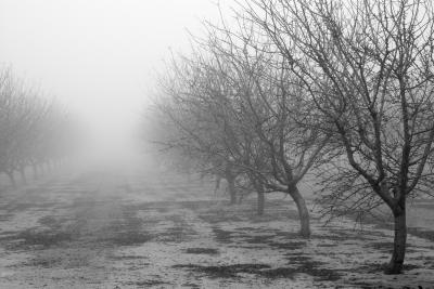orchard in tule fog