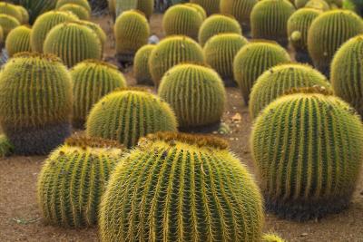 cactus grove huntington garden