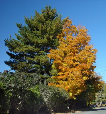 mt wachusett area