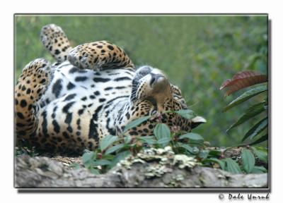 u11/squireland/medium/37994694.RainforestDreams.jpg