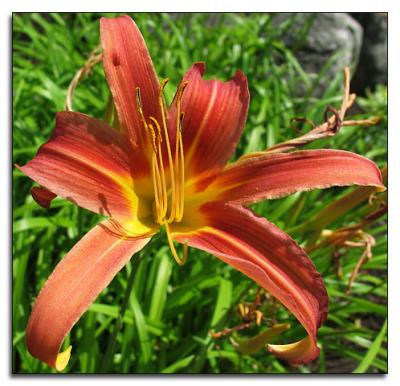 Daylily in bright sunlight